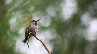 Hummingbird